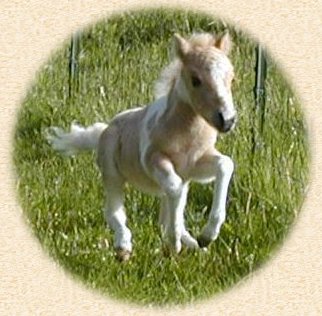 Dutchman's Contessa- one of our 2004 mini foals